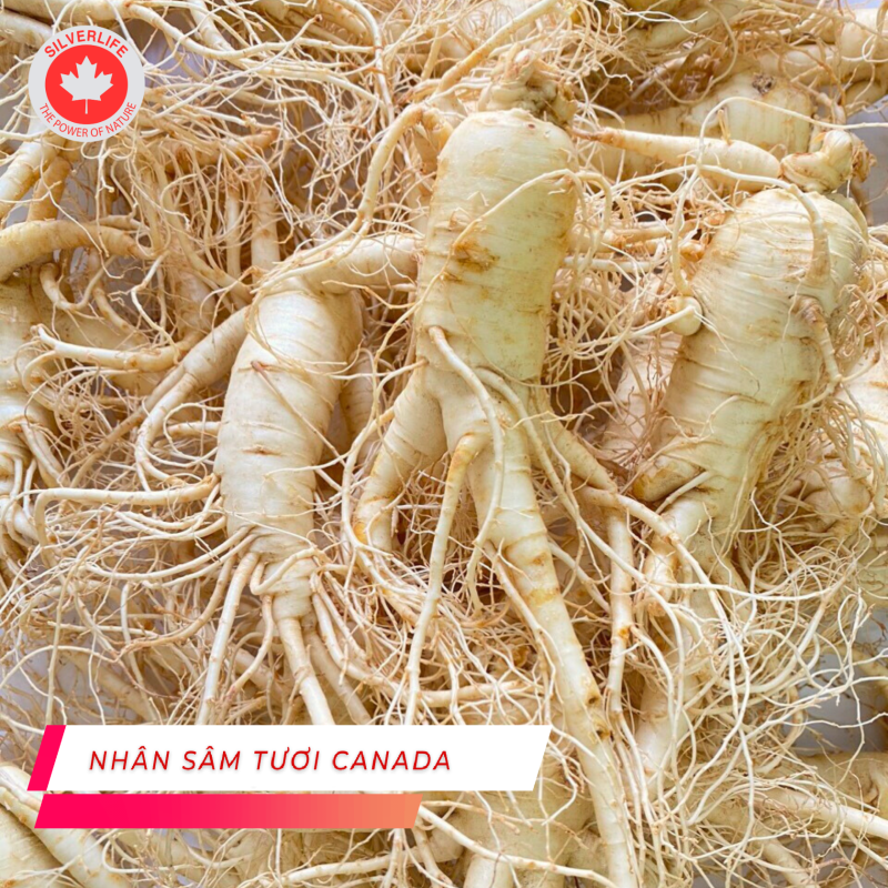 Nhân sâm tươi Canada 5 năm tuổi 1kg