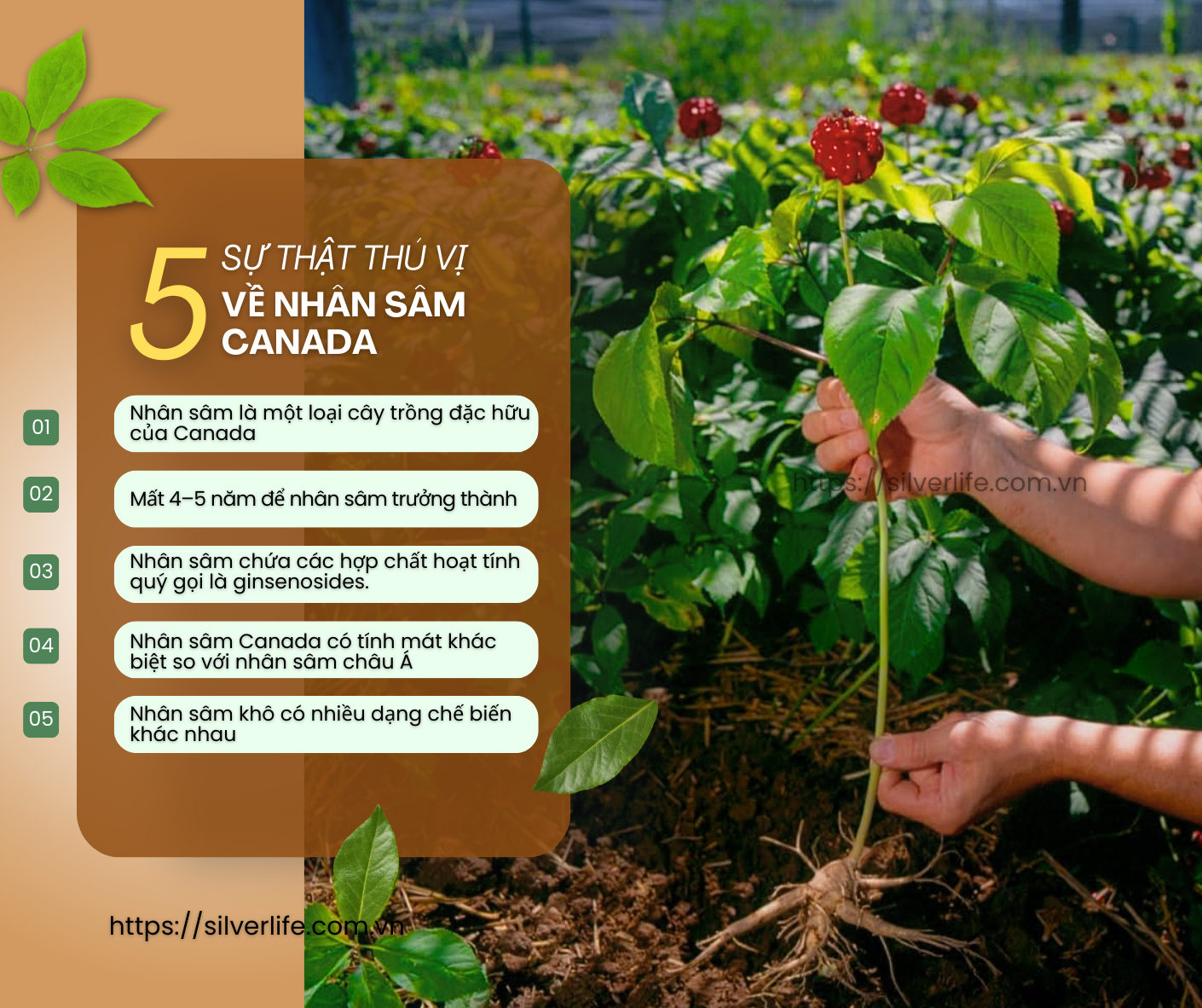 5 Sự Thật Thú Vị Về Nhân Sâm Canada – “Kho báu sức khỏe” từ Ontario
