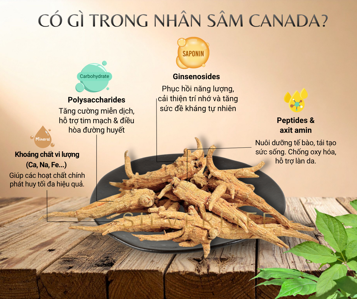 Có gì trong nhân sâm Canada? | Khám phá tinh hoa sức khỏe cùng SilverLife